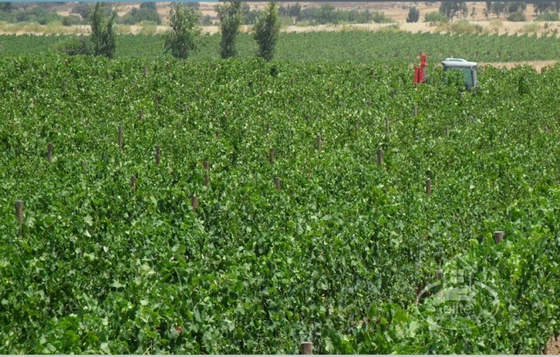 Quinta T8 para Venda em Nossa Senhora da Tourega e Nossa Senhora de Guadalupe Foto 3