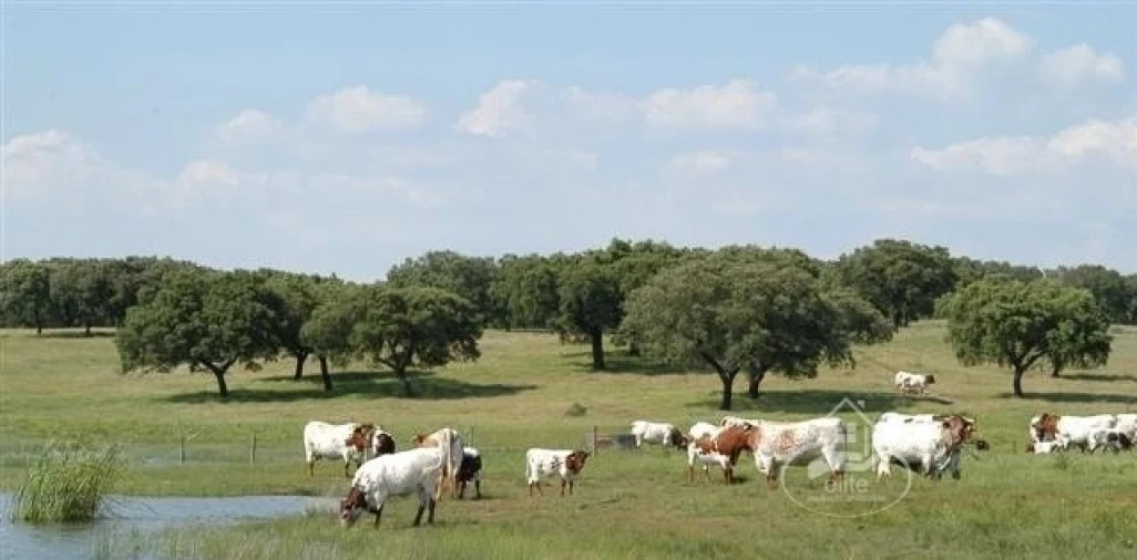 Quinta T8 para Venda em Nossa Senhora da Tourega e Nossa Senhora de Guadalupe Foto 5