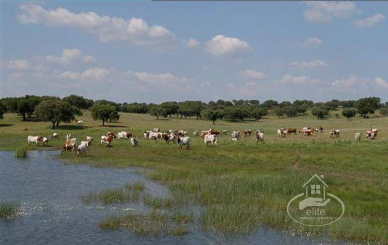 Quinta T8 para Venda em Nossa Senhora da Tourega e Nossa Senhora de Guadalupe Foto 6