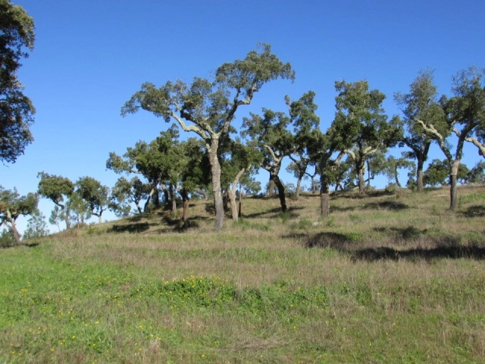Quinta T5 para Venda em Mora Foto 4