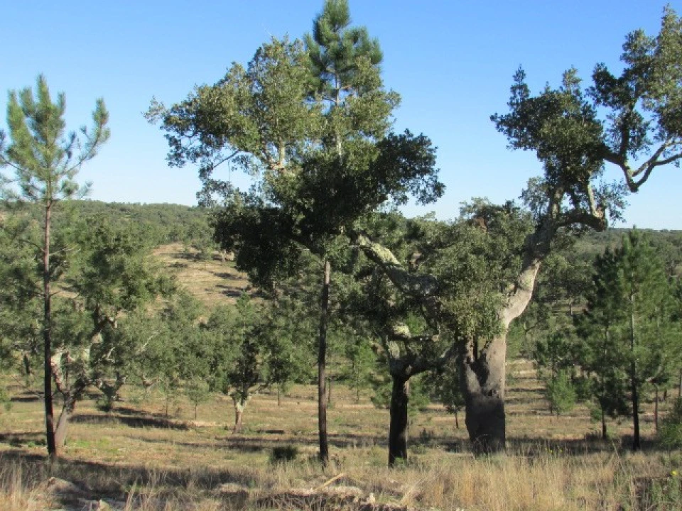 Quinta T5 para Venda em Mora Foto 27