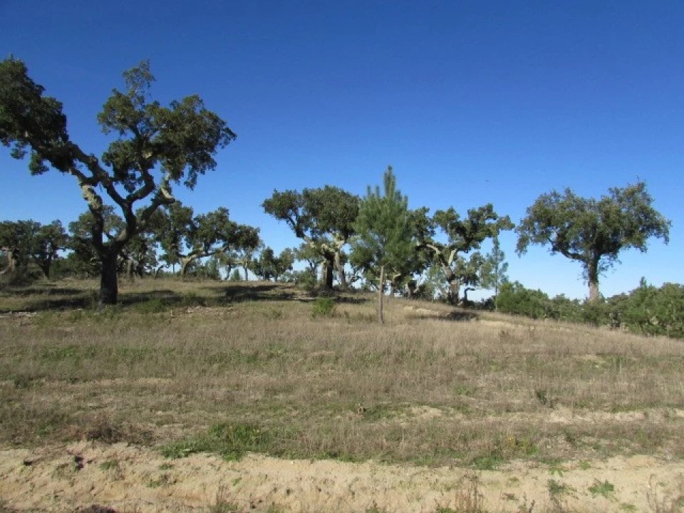 Quinta T5 para Venda em Mora Foto 35