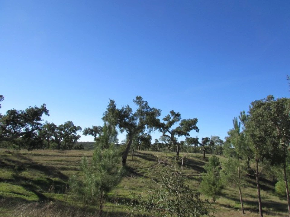 Quinta T5 para Venda em Mora Foto 36