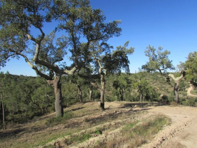 Quinta T5 para Venda em Mora Foto 29