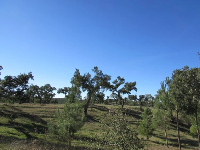 Quinta T5 para Venda em Mora Foto 36