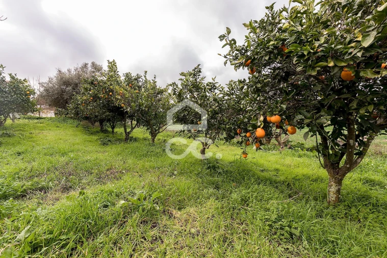 Quinta T7 para Venda em Portel Foto 56