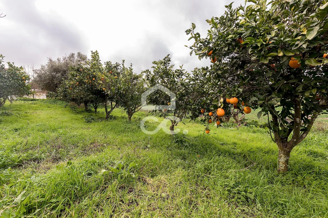 Quinta T7 para Venda em Portel Foto 56