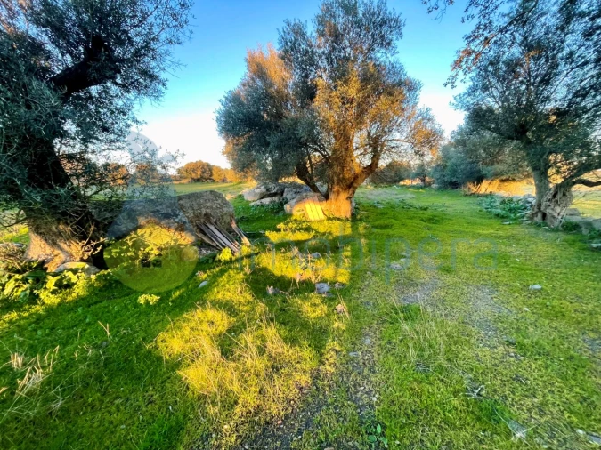 Quinta T18 para Venda em Redondo Foto 8