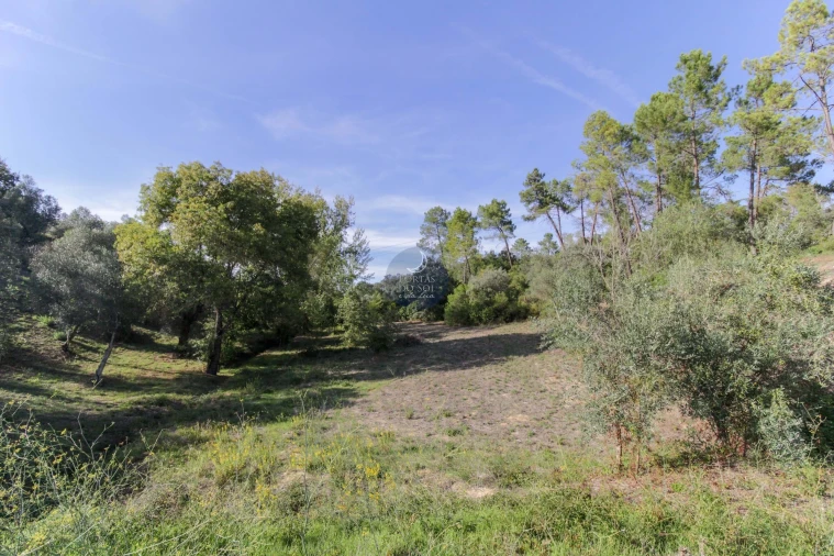 Terreno Agricola ou Rústico para Venda em Achete, Azoia de Baixo e Póvoa de Santarém Foto 2