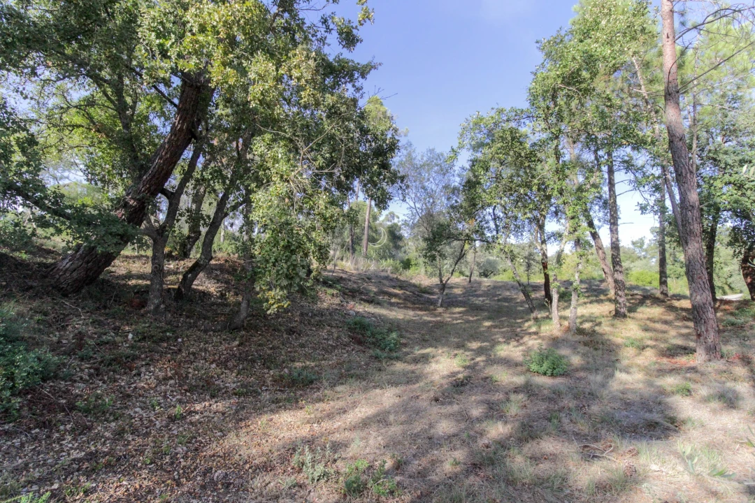 Terreno Agricola ou Rústico para Venda em Achete, Azoia de Baixo e Póvoa de Santarém Foto 5