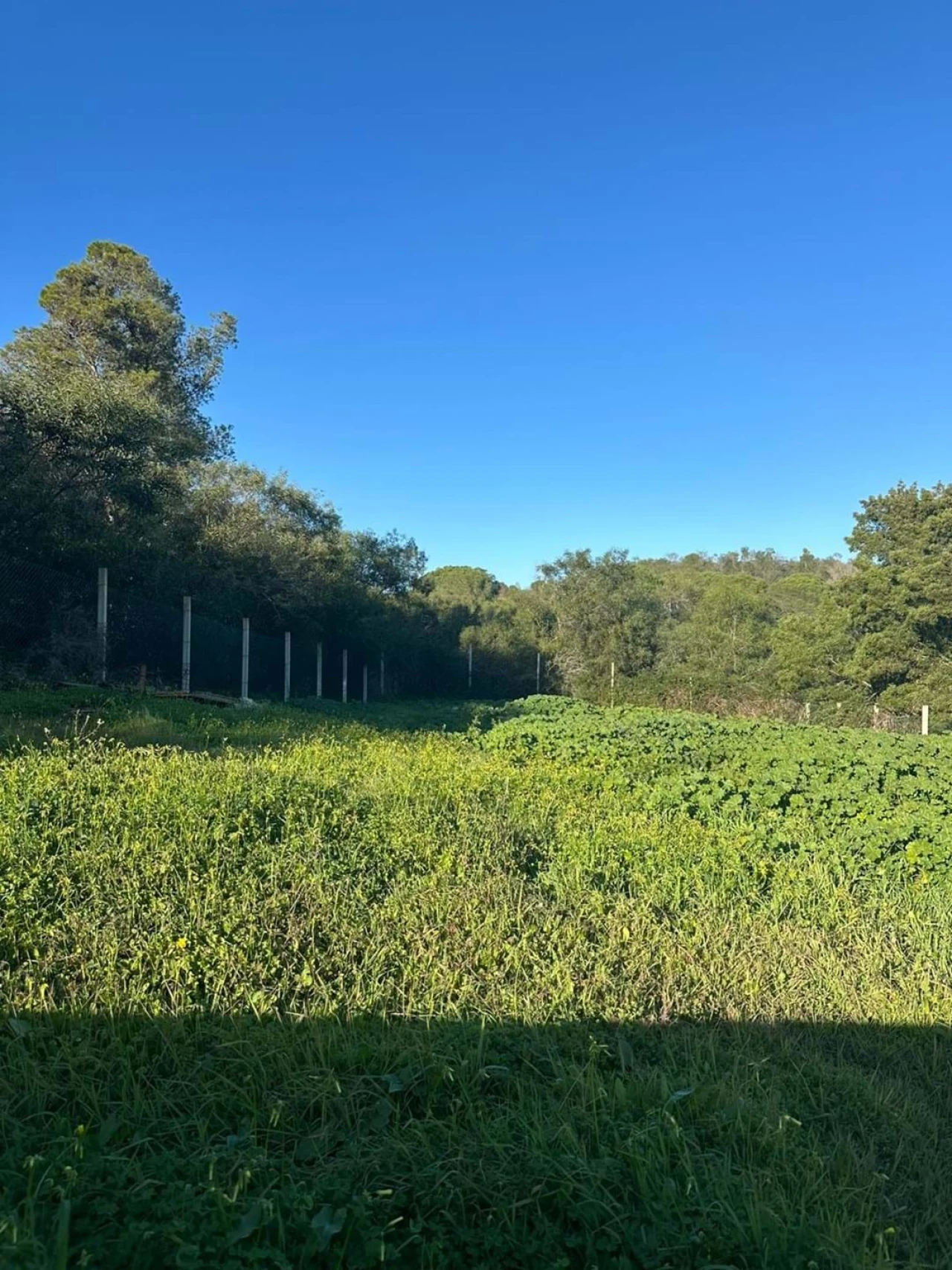 Terreno para Venda em Mexilhoeira Grande Foto 3