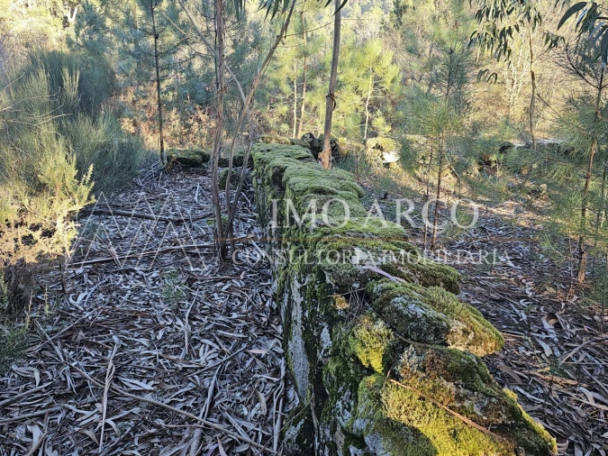 Terreno Agricola ou Rústico para Venda em Pedraça Foto 15