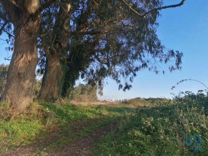 Terreno para Venda em Santo Quintino Foto 9