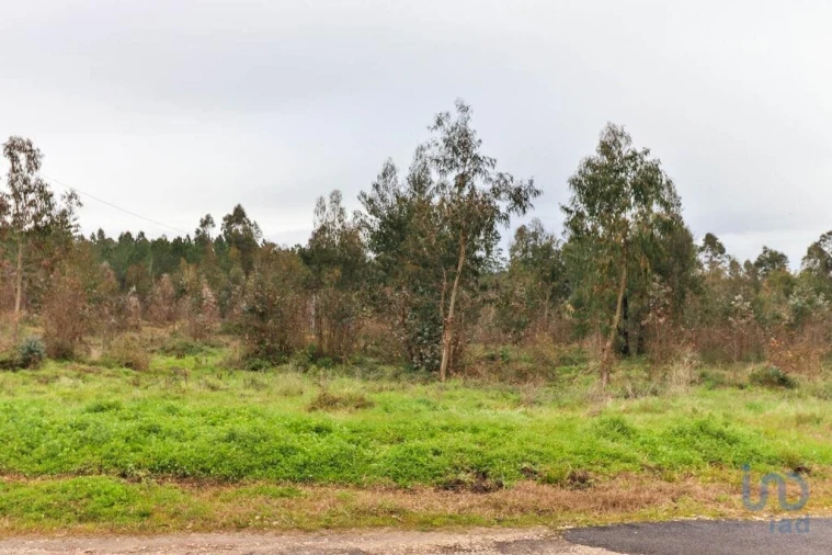 Terreno para Venda em Soure Foto 14