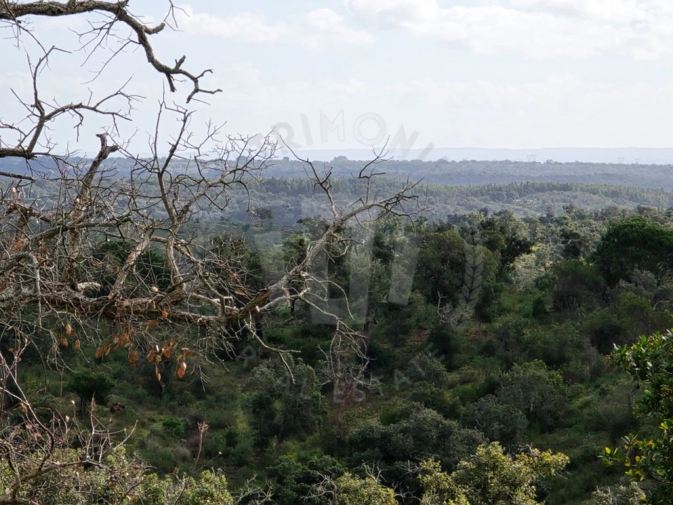 Terreno Agricola ou Rústico para Venda em São Francisco da Serra Foto 8