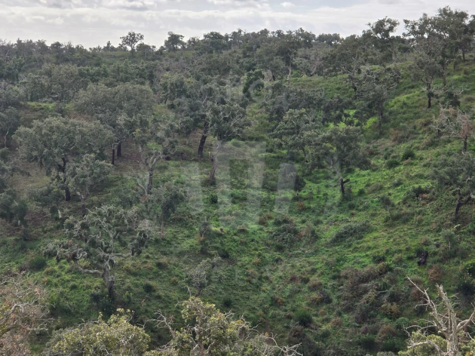 Terreno Agricola ou Rústico para Venda em São Francisco da Serra Foto 12