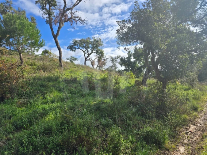 Terreno Agricola ou Rústico para Venda em São Francisco da Serra Foto 3