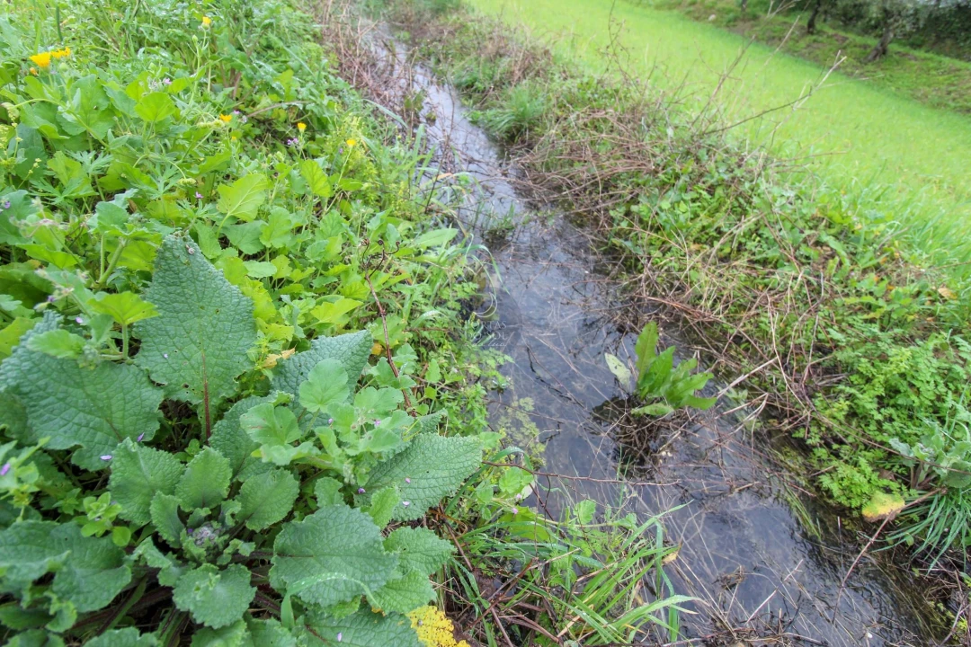 Terreno Agricola ou Rústico para Venda em Abitureiras Foto 1