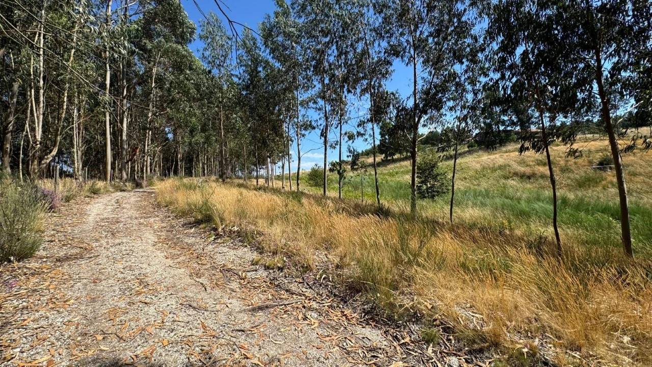Terreno Agricola ou Rústico para Venda em Ribas Foto 8