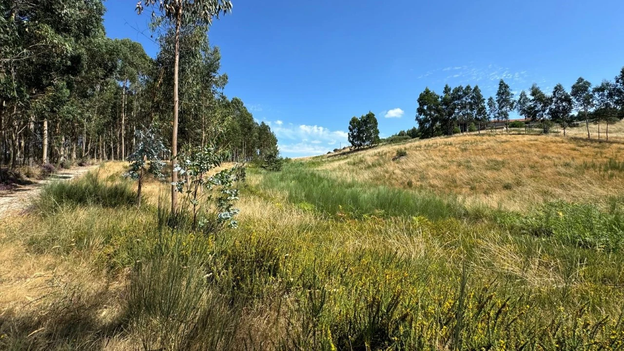 Terreno Agricola ou Rústico para Venda em Ribas Foto 14