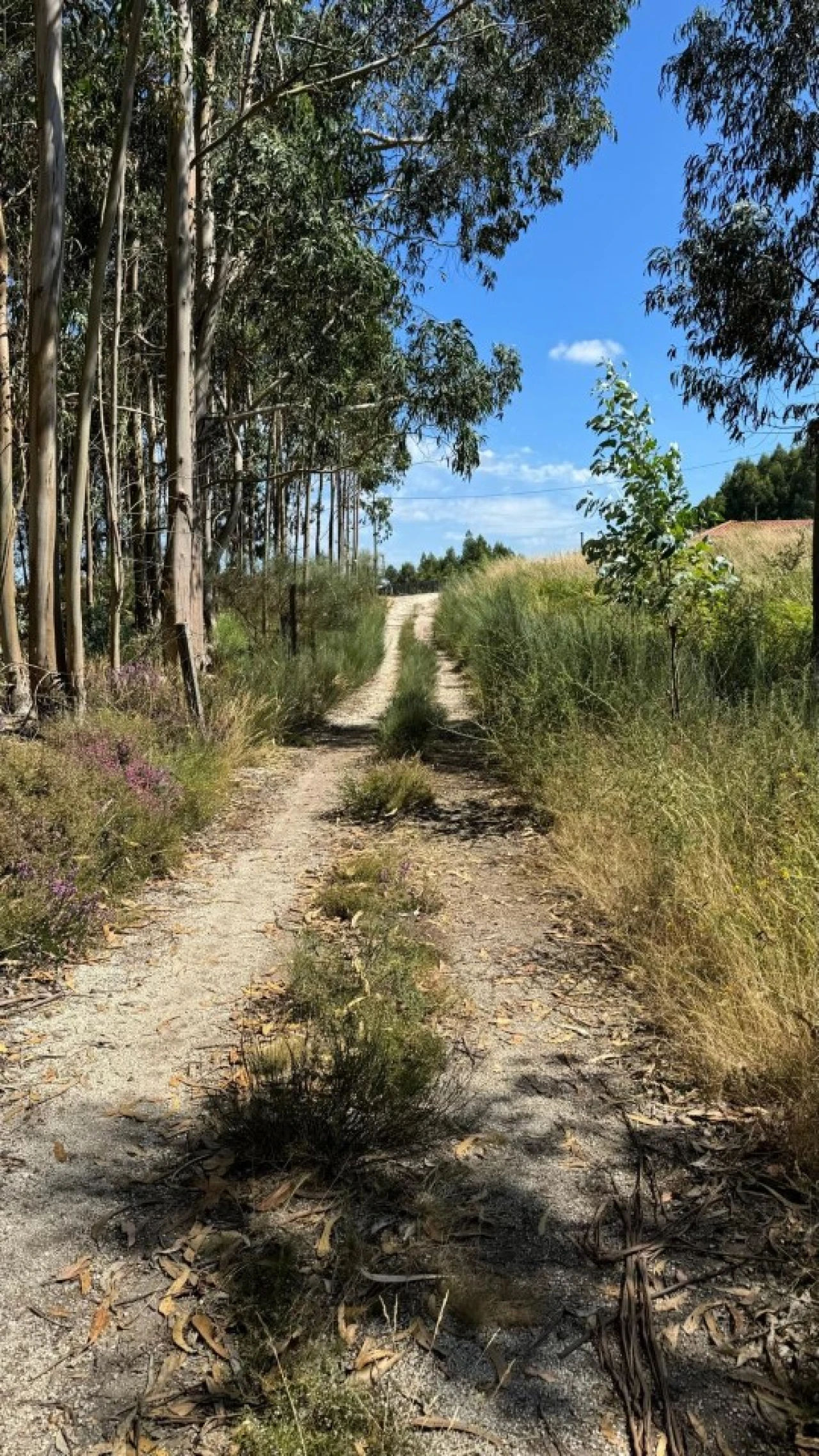 Terreno Agricola ou Rústico para Venda em Ribas Foto 16