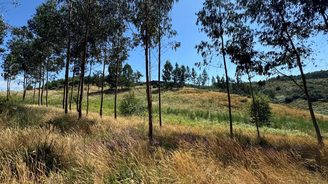 Terreno Agricola ou Rústico para Venda em Ribas Foto 18
