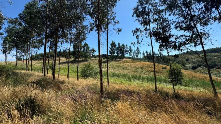 Terreno Agricola ou Rústico para Venda em Ribas Foto 18