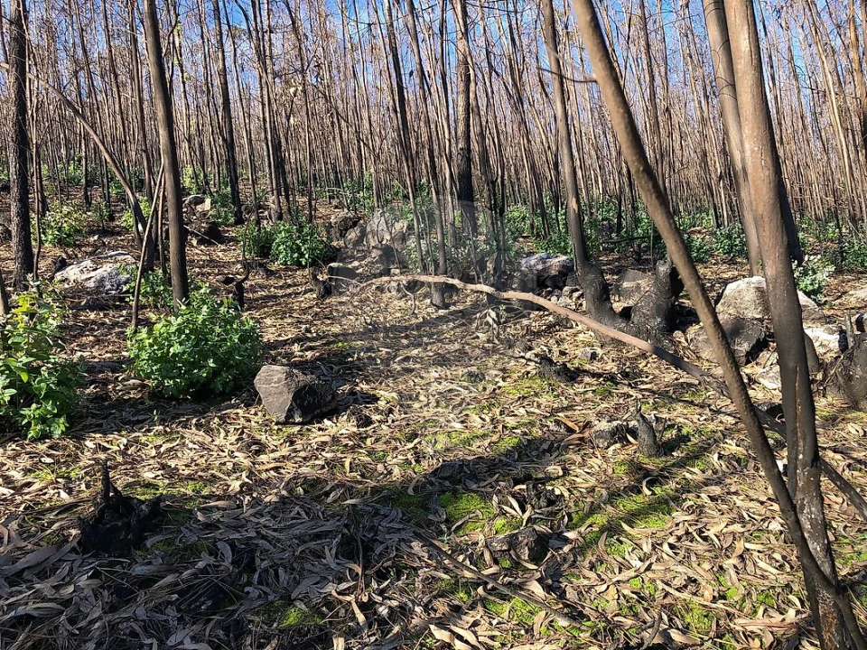 Terreno para Venda em Melres e Medas Foto 8