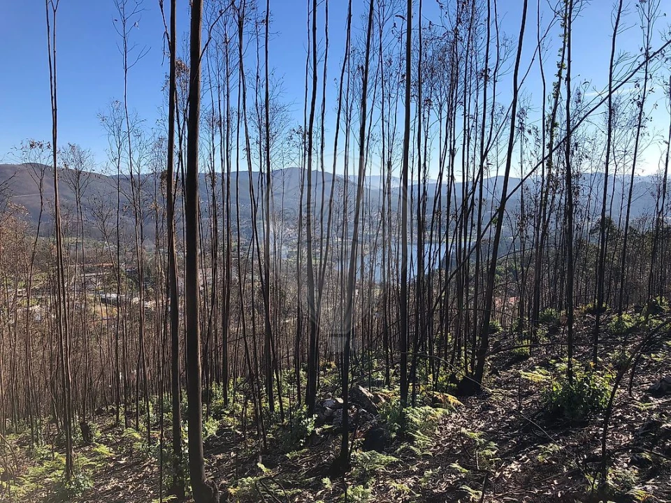 Terreno para Venda em Melres e Medas Foto 9