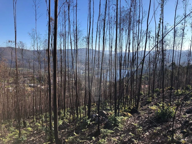 Terreno para Venda em Melres e Medas Foto 9