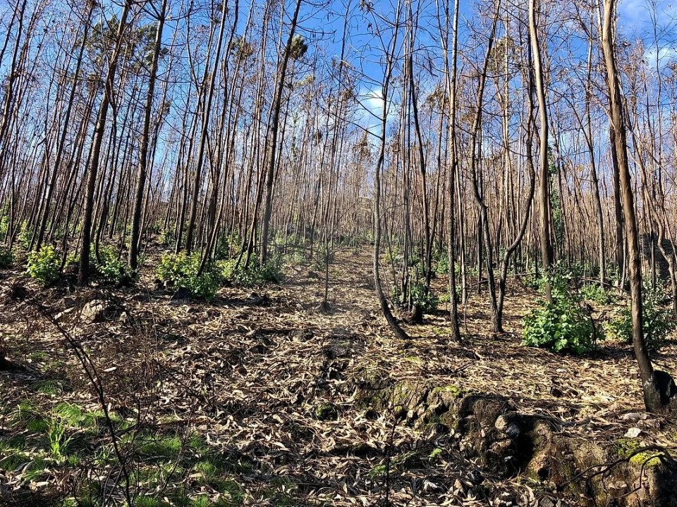 Terreno para Venda em Melres e Medas Foto 7