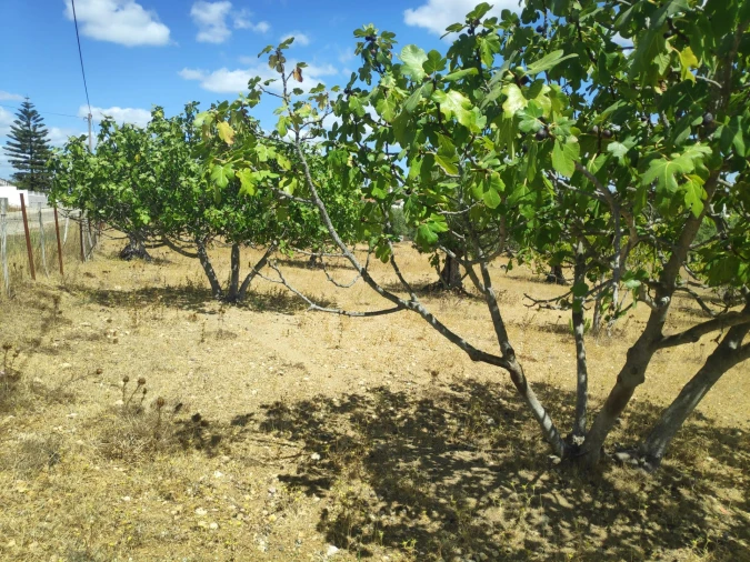 Terreno para Venda em Carregueiros Foto 4