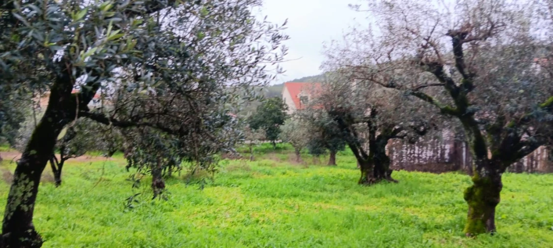 Moradia T3 para Venda em Mação, Penhascoso e Aboboreira Foto 6