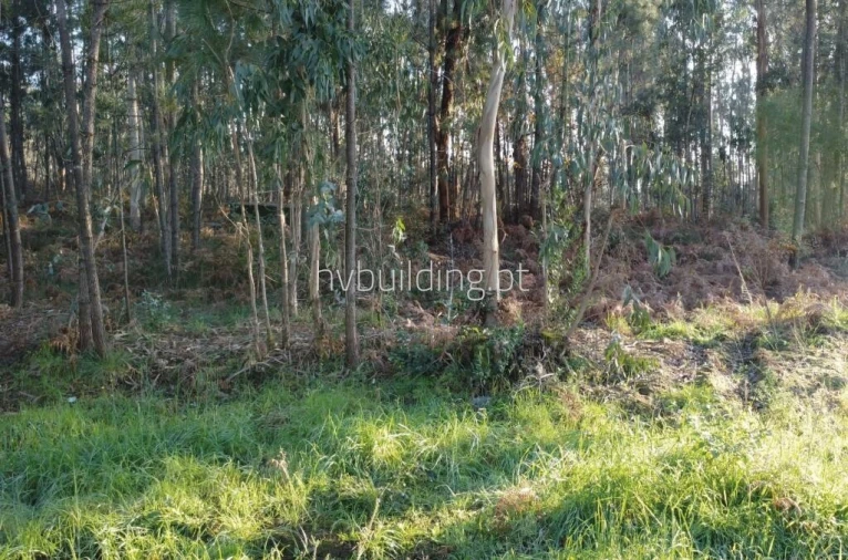 Terreno para Venda em Remelhe Foto 5