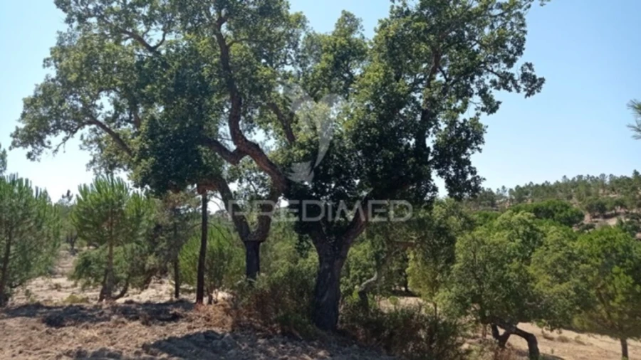 Quinta para Venda em Mora Foto 7