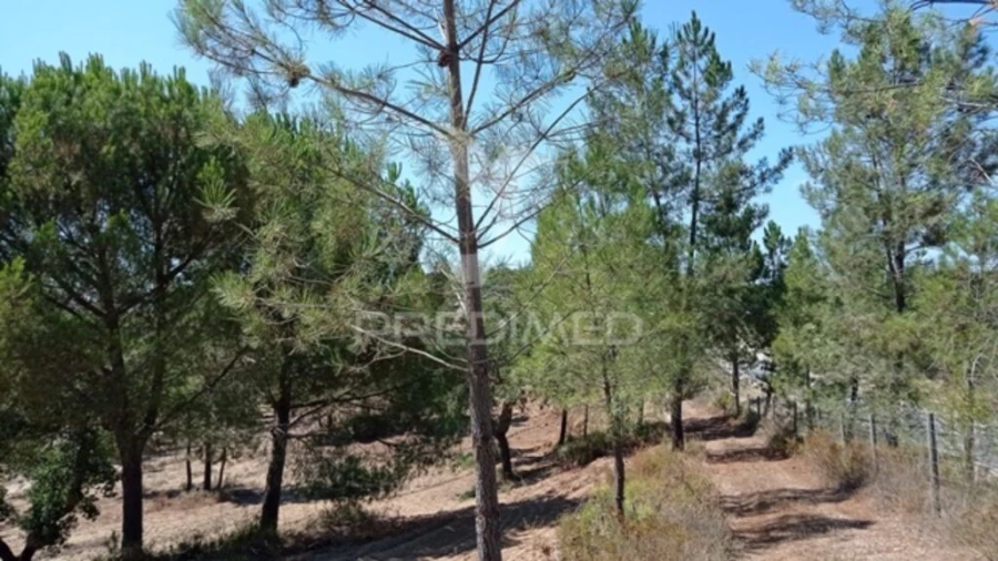 Quinta para Venda em Mora Foto 6