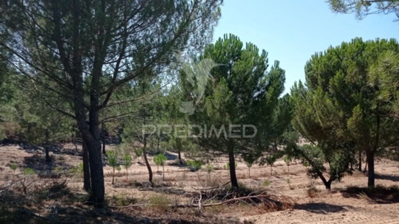 Quinta para Venda em Mora Foto 3