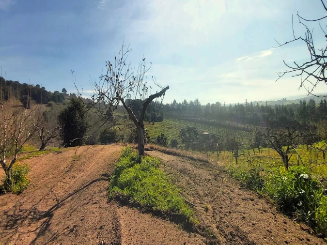 Terreno para Venda em Roliça