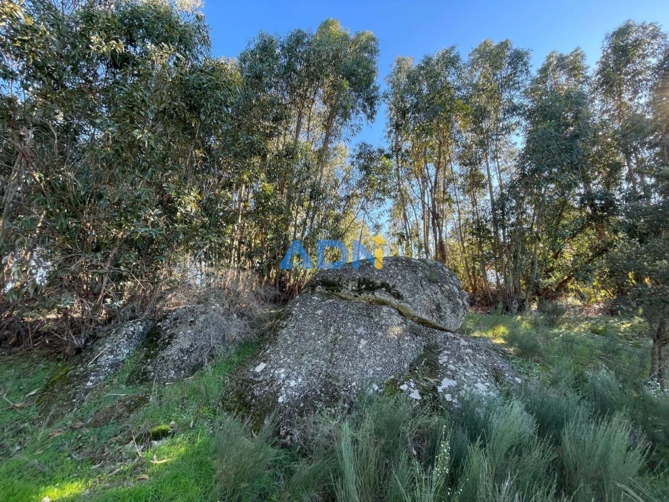 Quinta T1 para Venda em Castelo Branco Foto 80