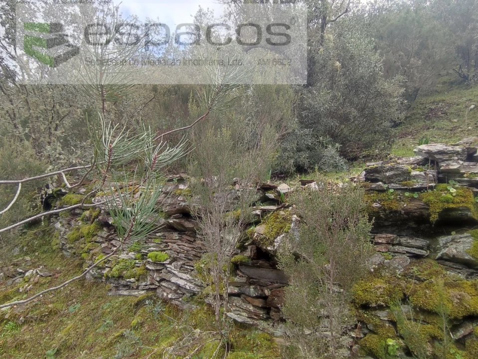 Terreno Agricola ou Rústico para Venda em Sarnadas de Rodão Foto 6