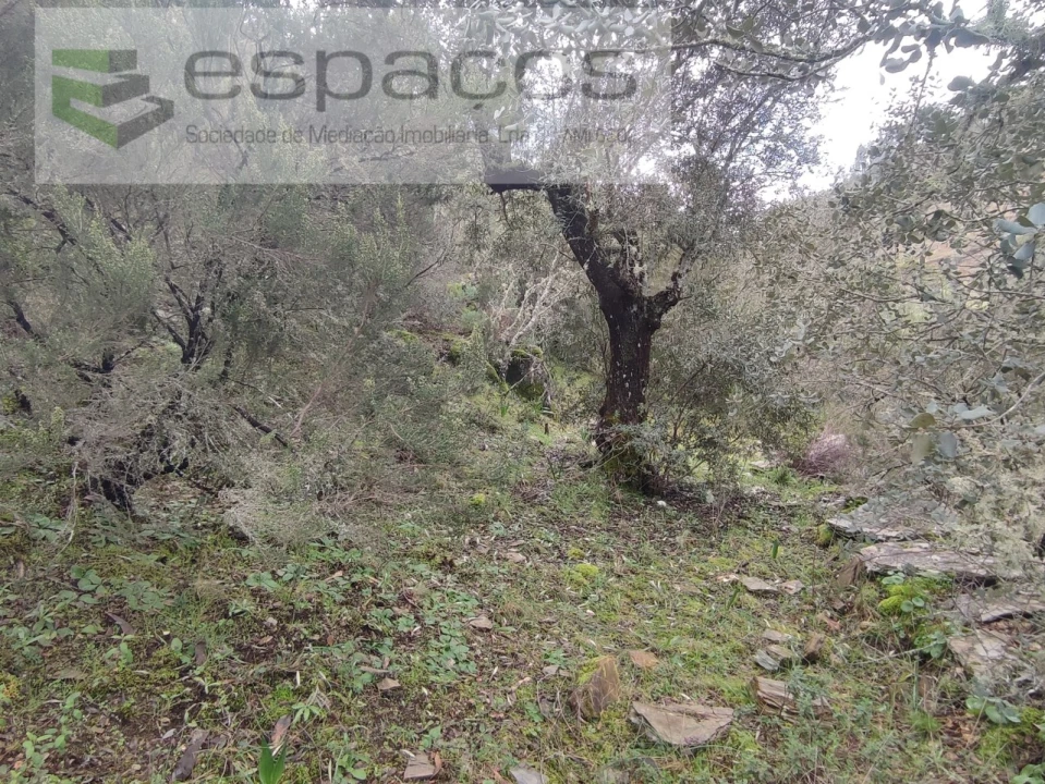 Terreno Agricola ou Rústico para Venda em Sarnadas de Rodão Foto 9