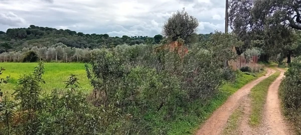 Terreno para Venda em São Bartolomeu de Messines