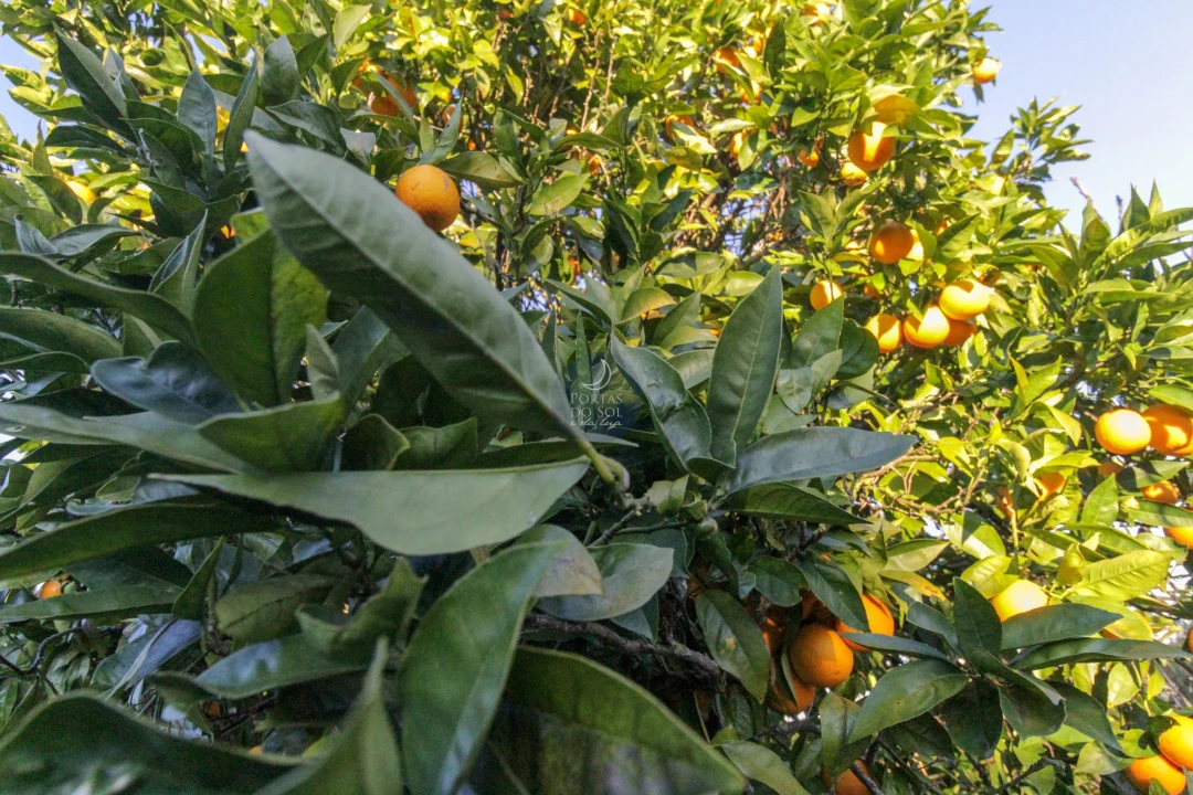 Moradia T4 para Venda em Almoster Foto 18