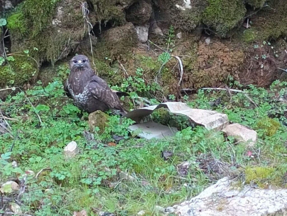 Terreno para Venda em Freixianda, Ribeira do Fárrio e Formigais Foto 29