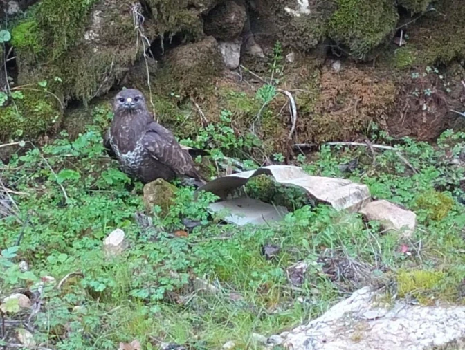 Terreno para Venda em Freixianda, Ribeira do Fárrio e Formigais Foto 29