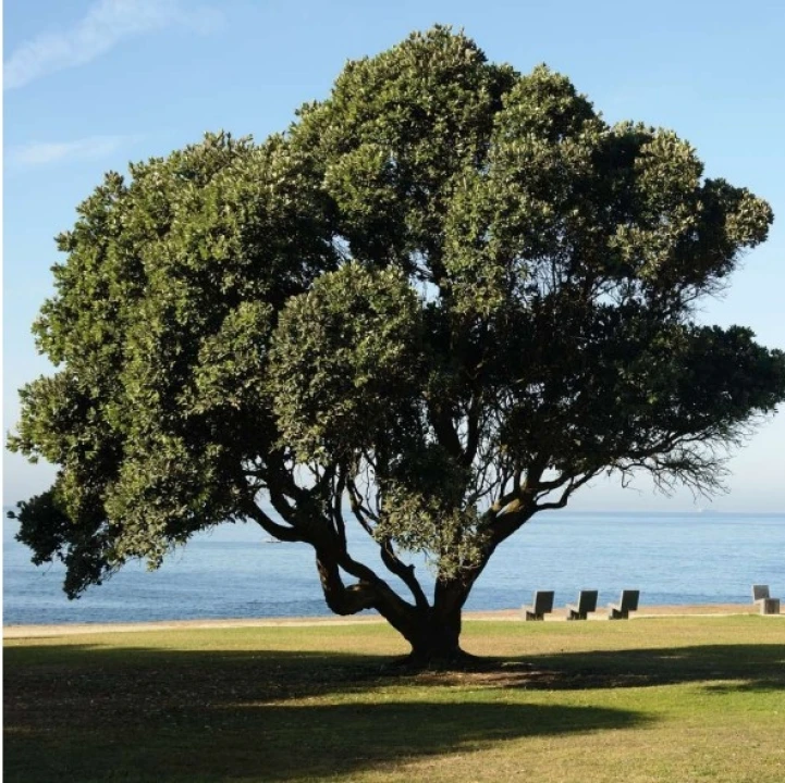 Moradia T4 para Venda em Aldoar, Foz do Douro e Nevogilde Foto 14