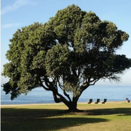 Moradia T4 para Venda em Aldoar, Foz do Douro e Nevogilde