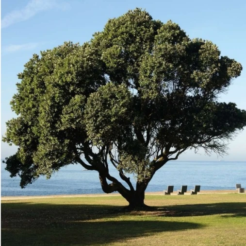 Moradia T4 para Venda em Aldoar, Foz do Douro e Nevogilde Foto 18