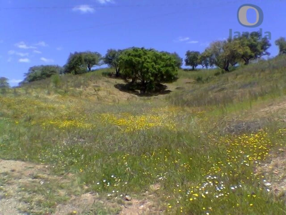 Terreno Misto para Venda em São Bartolomeu de Messines Foto 4