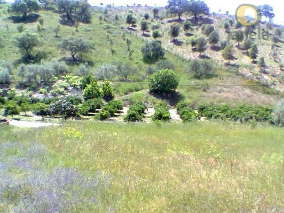 Terreno Misto para Venda em São Bartolomeu de Messines Foto 5
